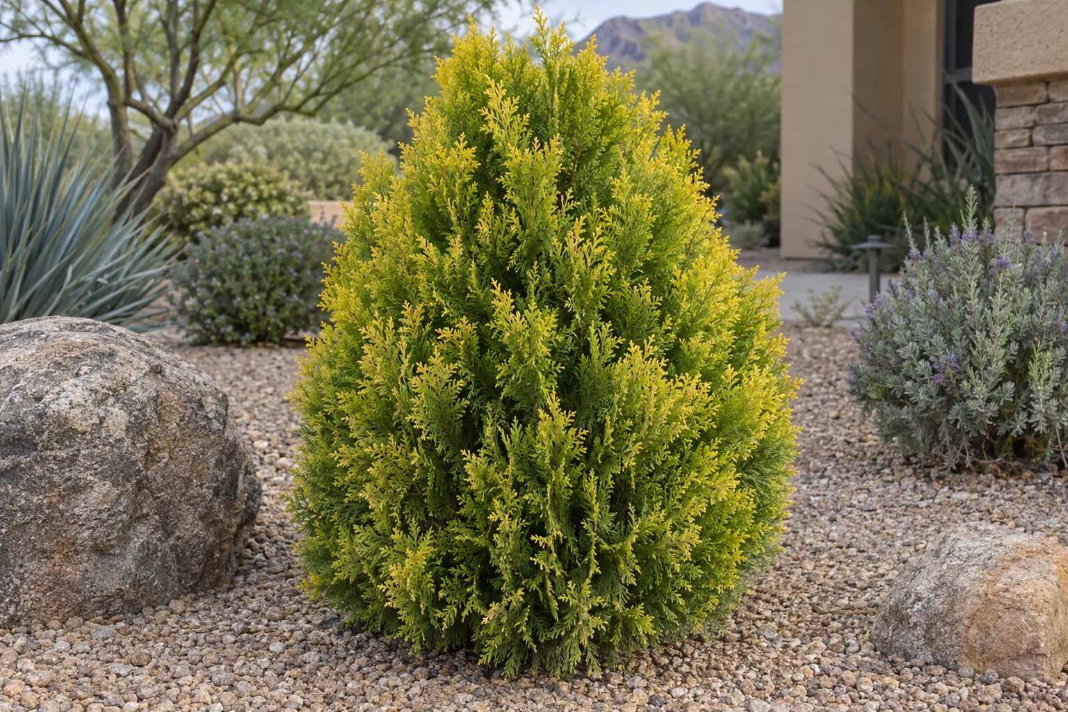 Dwarf golden arborvitae, a compact egg-shaped conifer with golden yellow foliage sprays, in a gravel bed