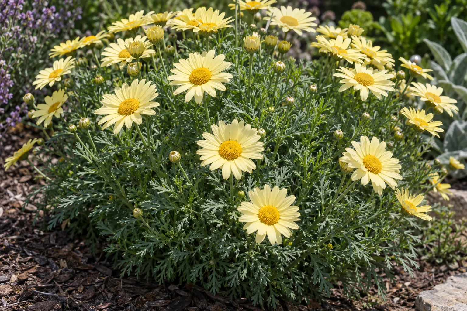 Marguerite daisy mound covered in soft yellow daisy flowers in a sunny garden bed