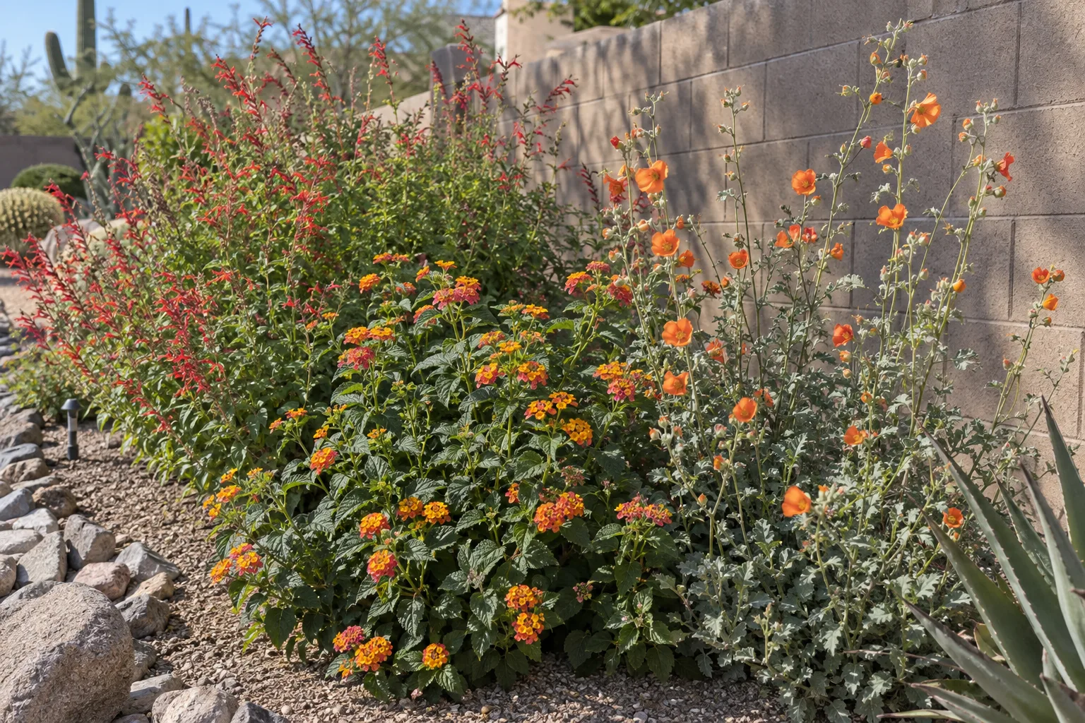 Autumn sage, lantana and globe mallow blooming together in a sunny desert garden bed