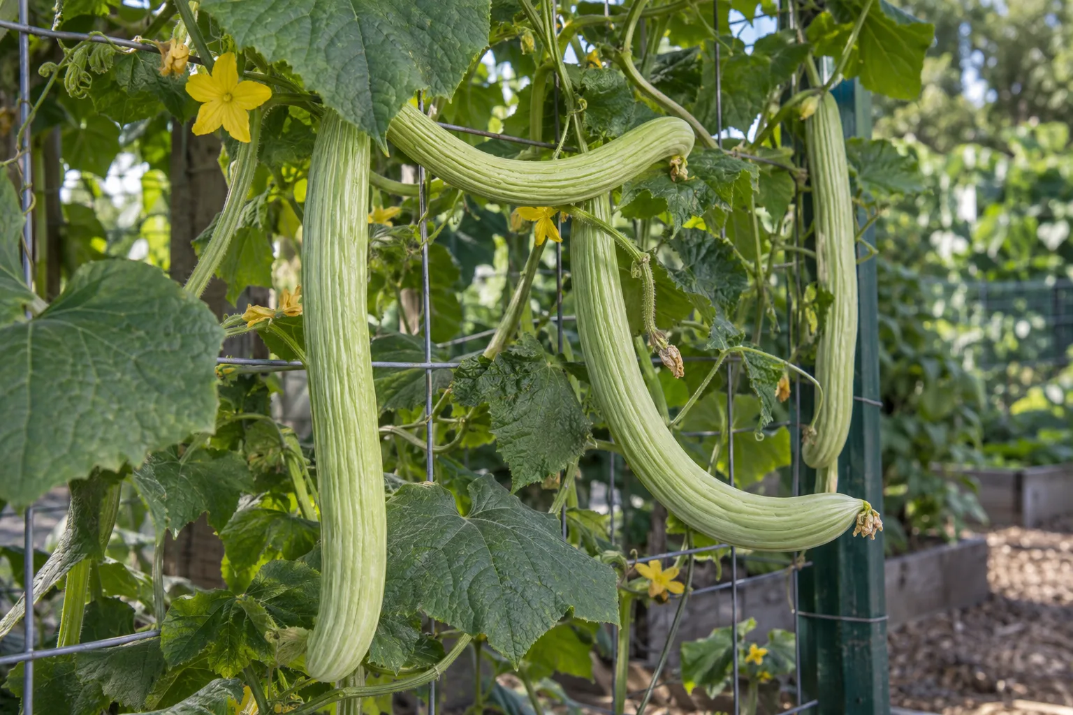 Armenian cucumber vine on a trellis with long pale green fruit in a summer garden