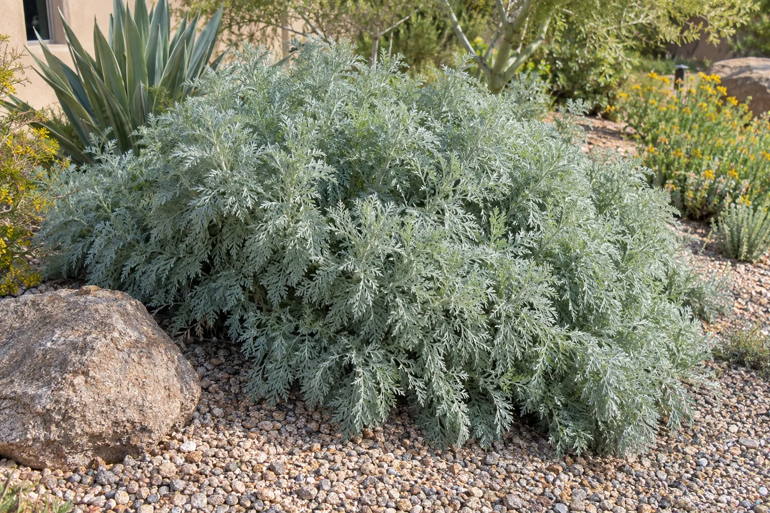 Powis Castle artemisia, a low billowing mound of feathery silver-gray foliage, beside a boulder in gravel
