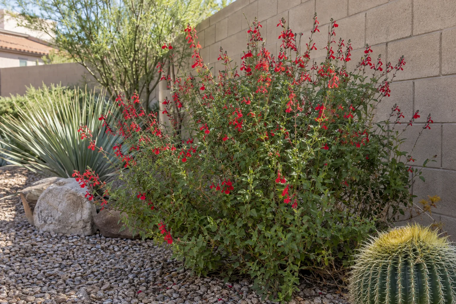Red autumn sage flowers blooming in a sunny desert garden bed beside a wall