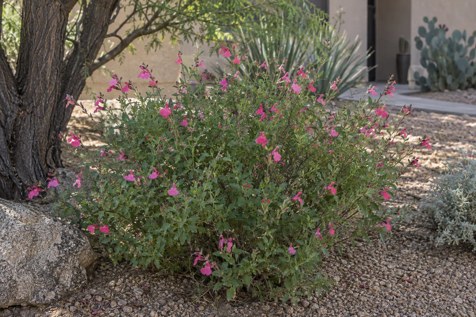 Autumn sage shrub with small green leaves and spikes of pink tubular flowers in a gravel bed