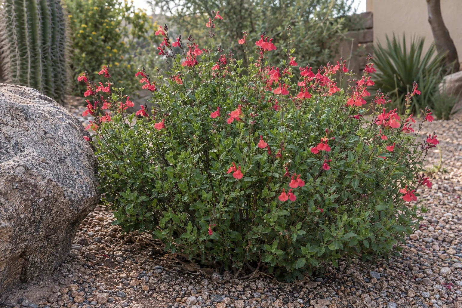 Sierra Linda autumn sage mound with rosy coral-red tubular flowers beside a boulder