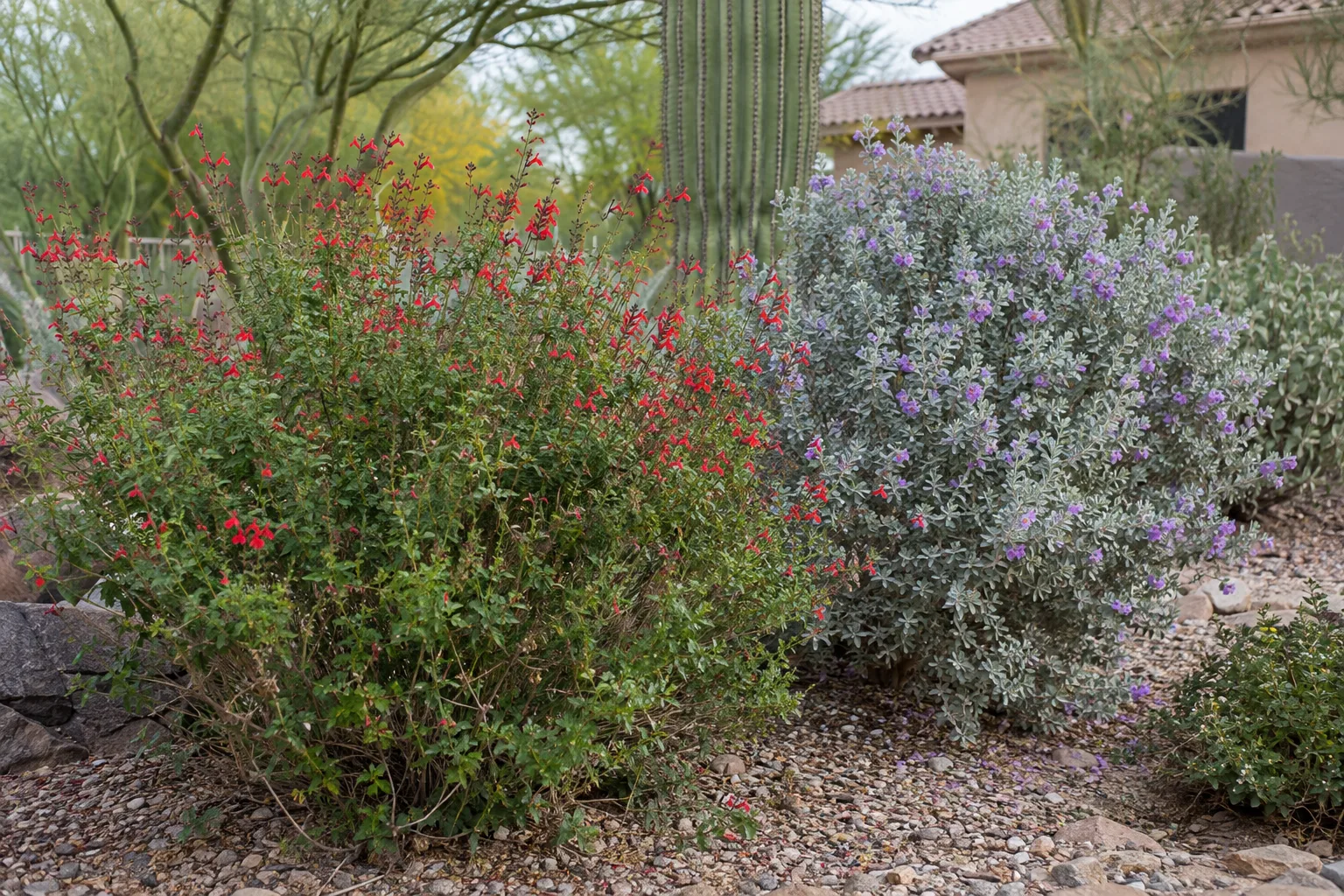 Pruned autumn sage and Texas sage shrubs in a low-water East Valley garden bed