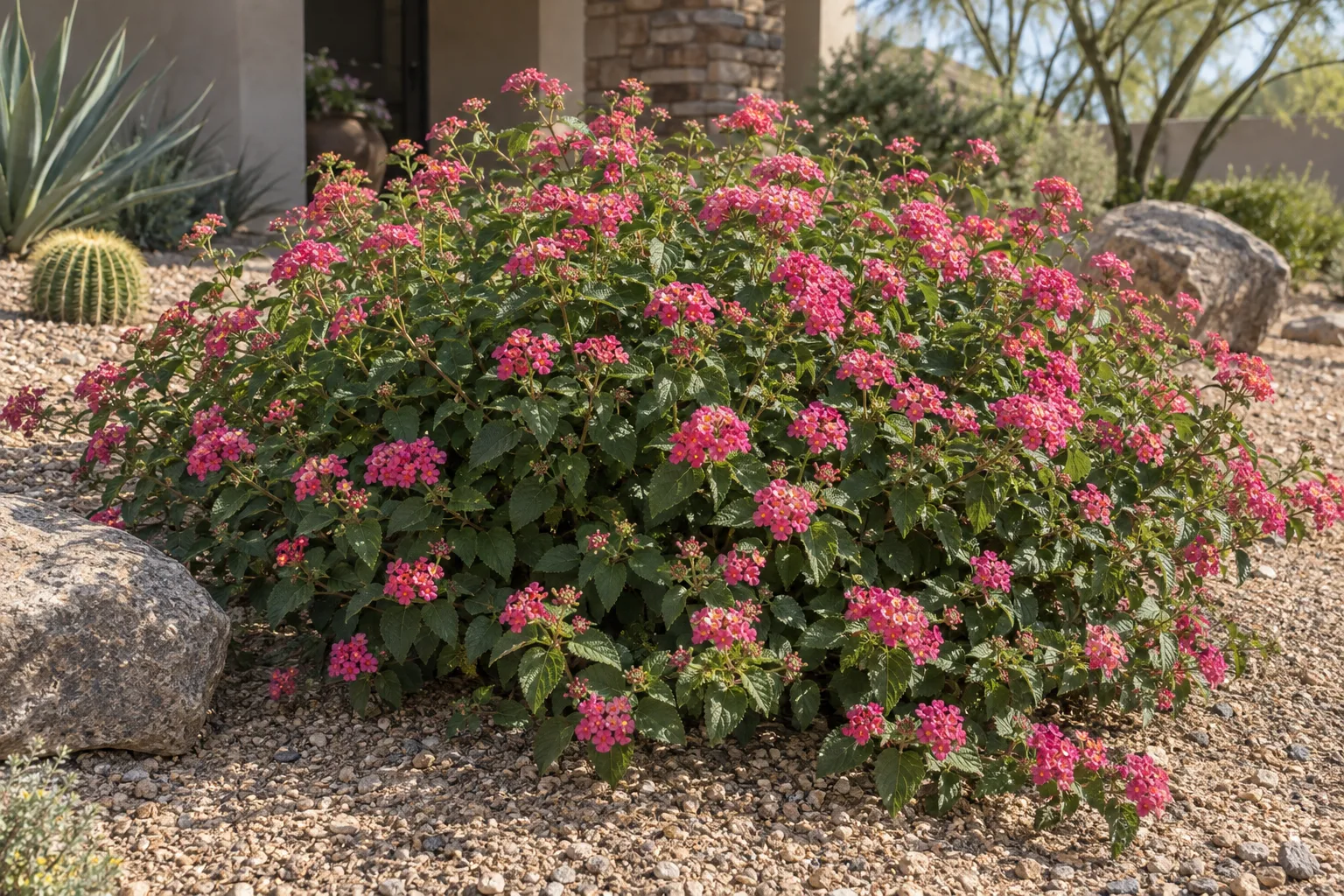 AZ Hot Rose lantana mound covered in vivid rose-pink flower clusters in a decomposed-granite bed