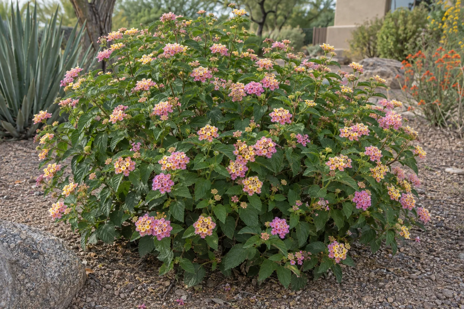 AZ Pink Chameleon lantana shrub with flower clusters shading from yellow and cream to pink