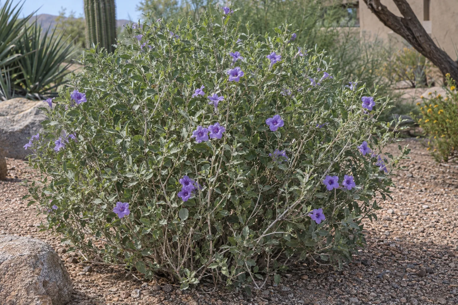 Baja ruellia shrub with small blue-green leaves and purple funnel-shaped flowers in a desert bed