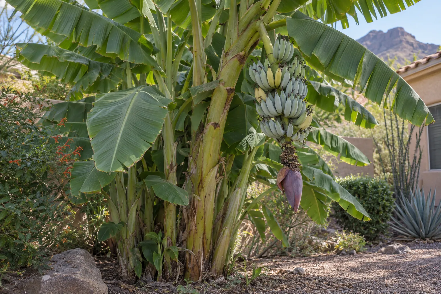 Ice Cream banana clump with broad green leaves and a hanging bunch of silvery blue-green bananas