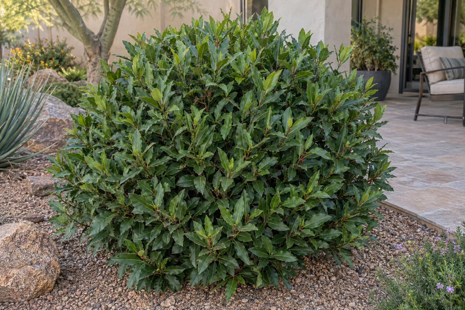Bay laurel Little Ragu, a dense rounded evergreen shrub with leathery dark green leaves, beside a patio