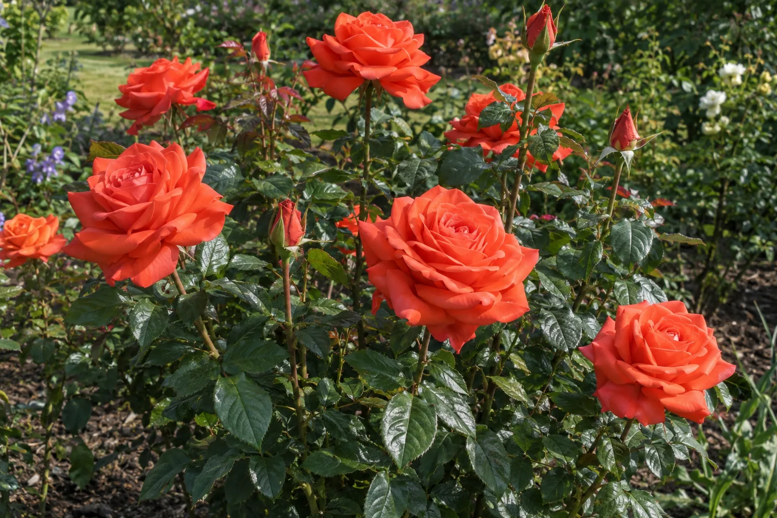 Bing Crosby rose bush with large vivid orange-red blooms and glossy dark leaves in a garden bed