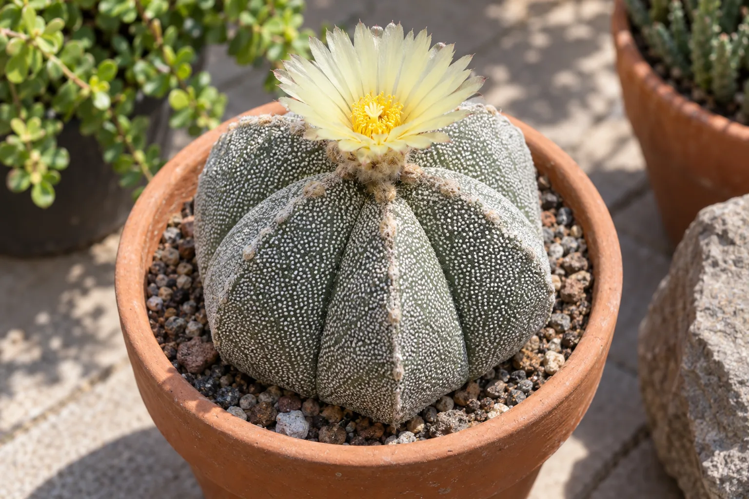 Bishops cap cactus, a spineless five-ribbed grey-green globe with white flecks in a terracotta pot