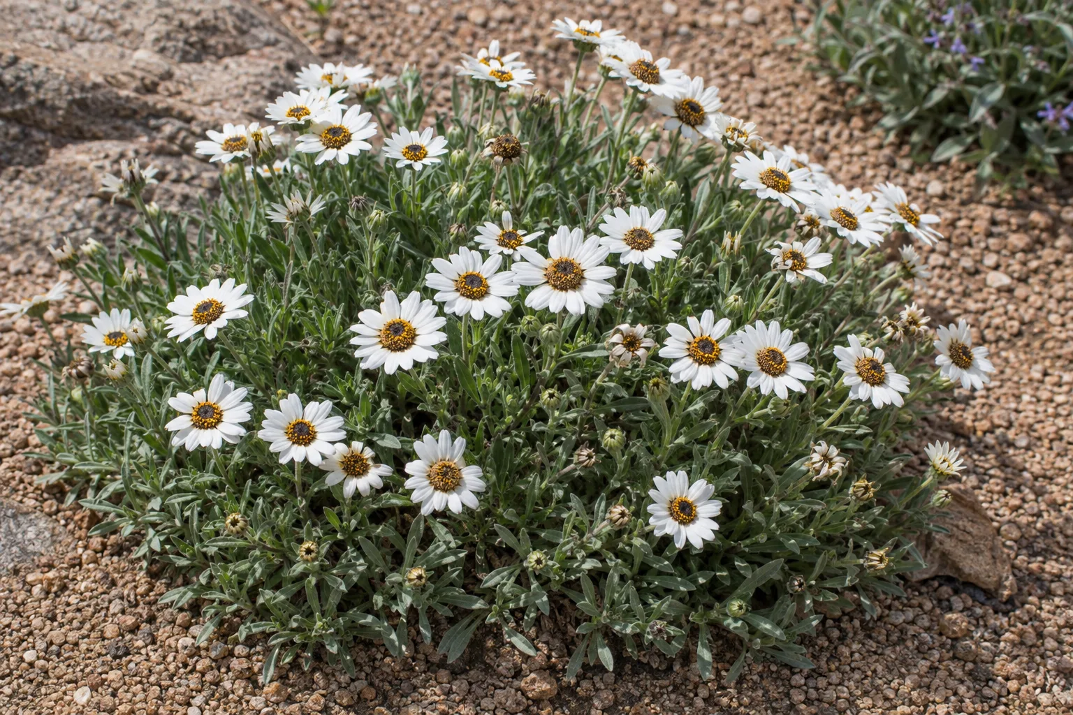 Mounded blackfoot daisy with white flowers and yellow centers in gravel mulch at Desert Horizon Nursery