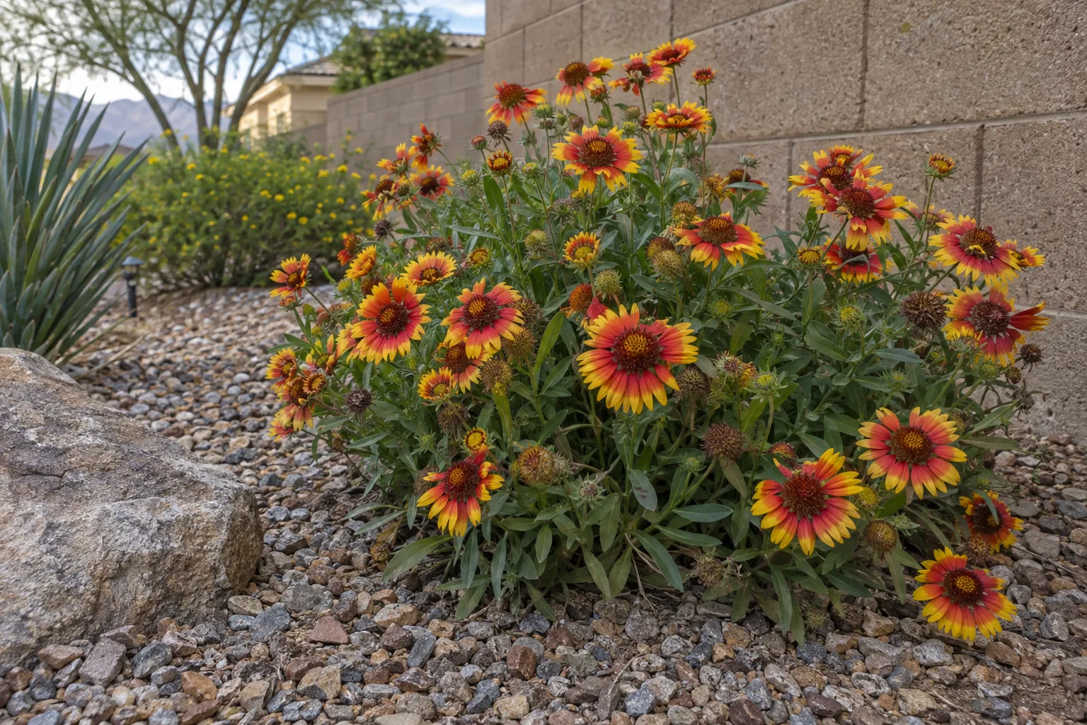 Red and yellow blanket flowers blooming in a gravel garden bed beside a tan block wall
