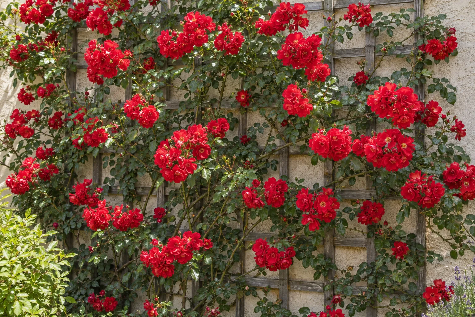 Blaze climbing rose with clusters of scarlet-red flowers trained on a wooden trellis