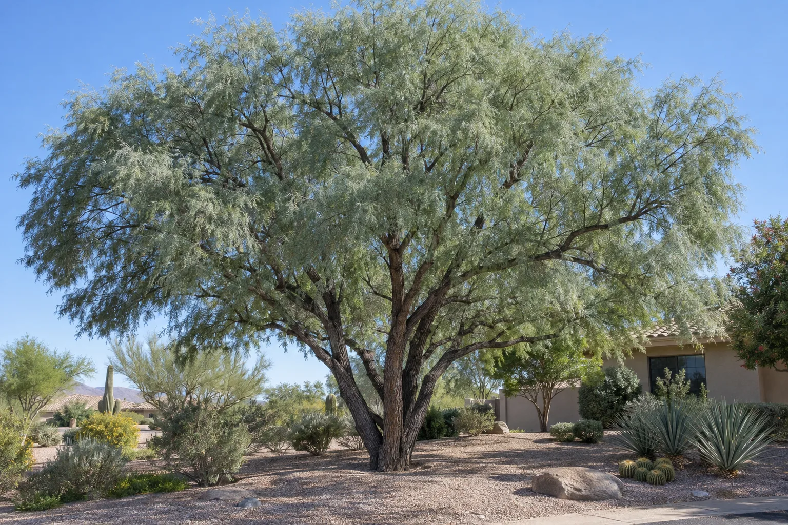 Blue Alba mesquite, a large multi-trunk shade tree with a broad canopy of feathery blue-green foliage