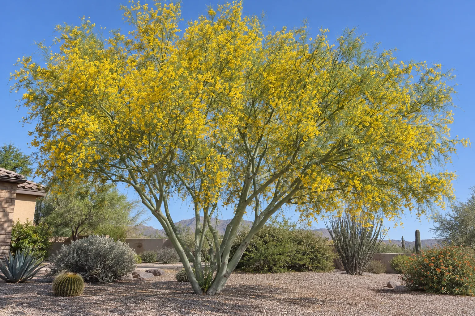 Blue palo verde tree with smooth blue-green bark and a canopy covered in bright yellow flowers in a gravel yard