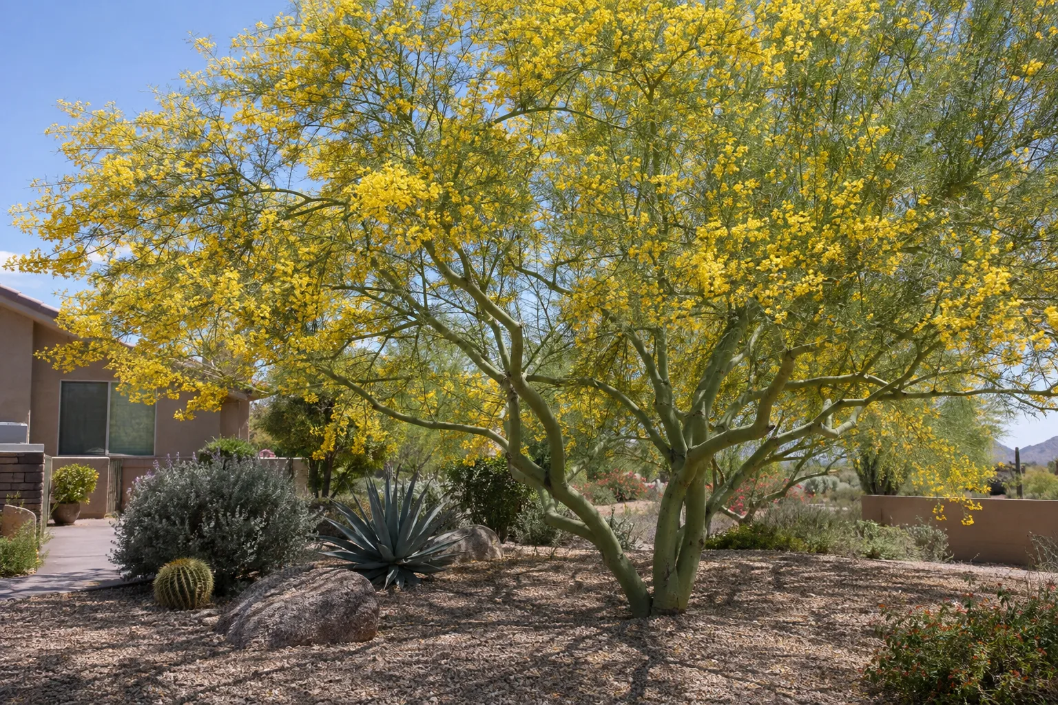 Blue palo verde in full yellow bloom shading a gravel yard in Queen Creek