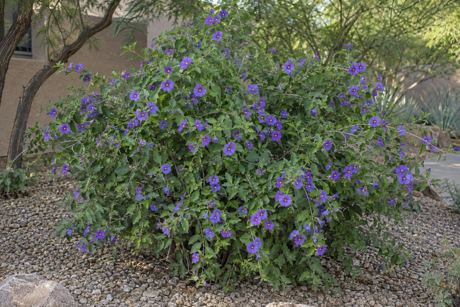 Blue potato bush, a loose arching shrub covered in violet-blue flowers with yellow centres, in a gravel bed