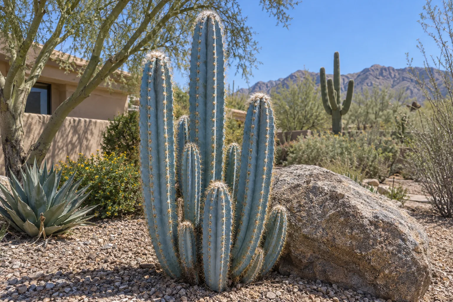 Blue torch cactus with powder-blue ribbed columns and golden spines in a gravel yard