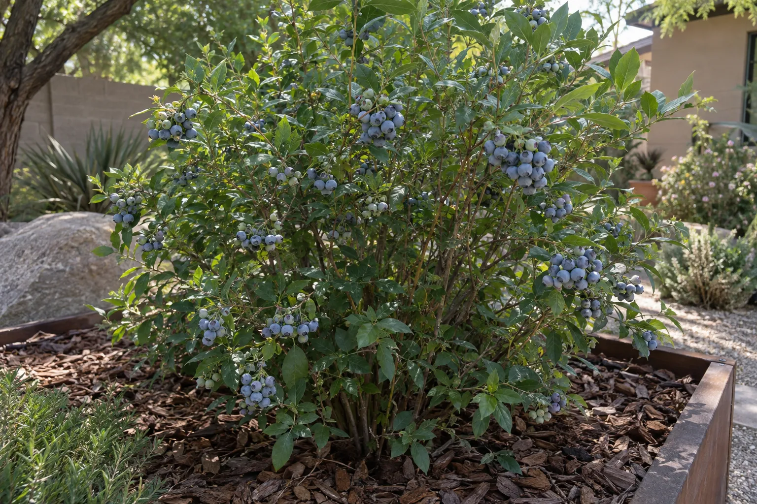 Blueberry shrub with small oval green leaves and clusters of ripe powder-blue berries