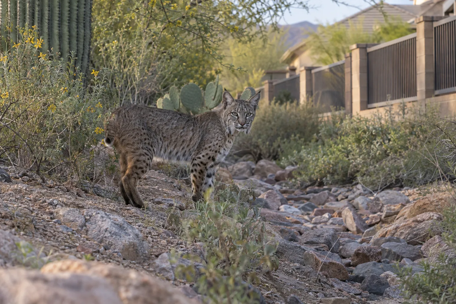 Bobcat standing alert at the edge of a desert wash near homes
