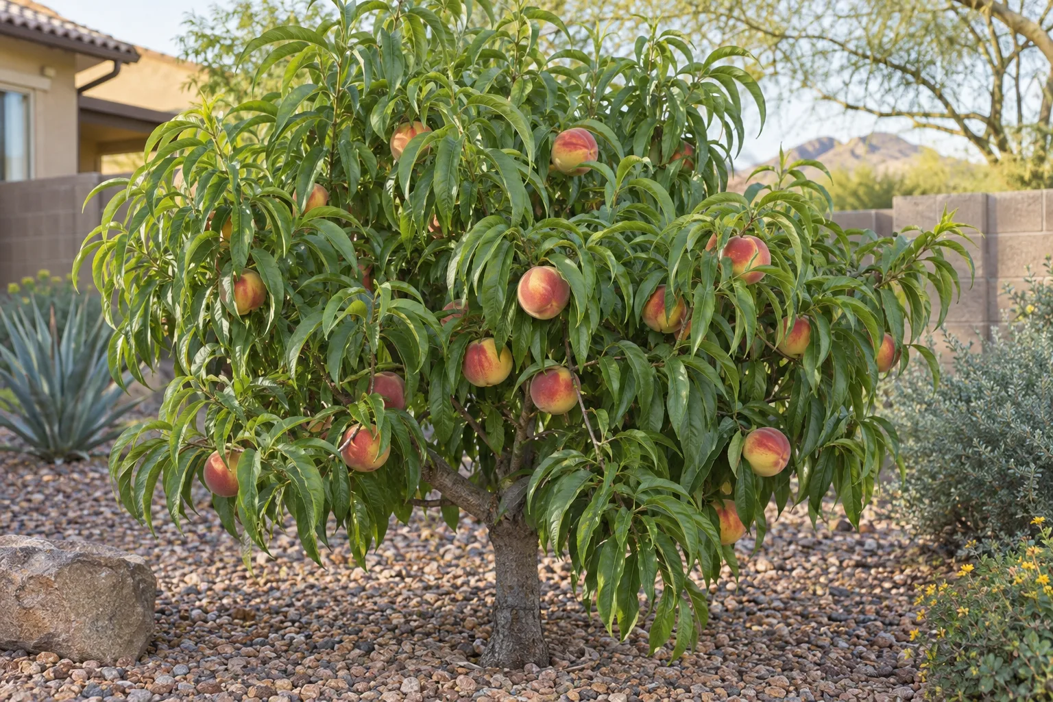 Bonanza dwarf peach tree with dense narrow leaves and full-size yellow peaches blushed red