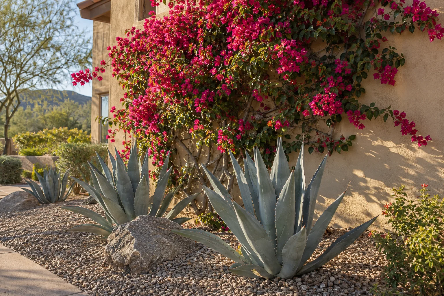 Magenta bougainvillea climbing a sunny wall above blue agave in a desert yard