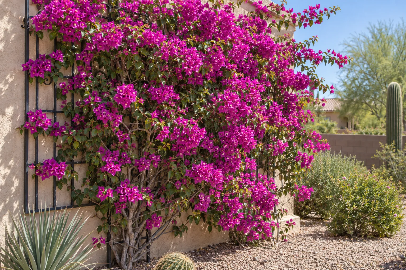 Magenta-purple bougainvillea trained on a trellis against a stucco wall