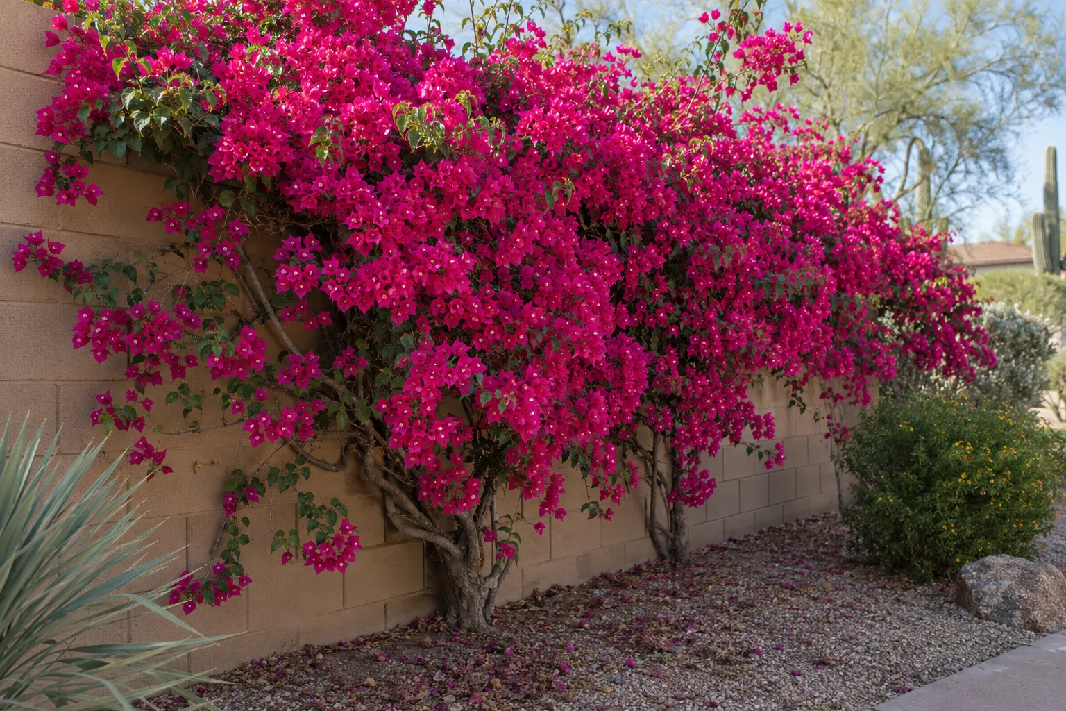 Magenta bougainvillea in full bloom covering a tan block wall in a desert backyard