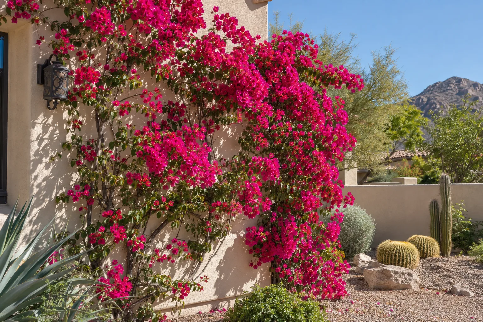 Magenta bougainvillea bracts covering a sunny stucco wall in an East Valley yard