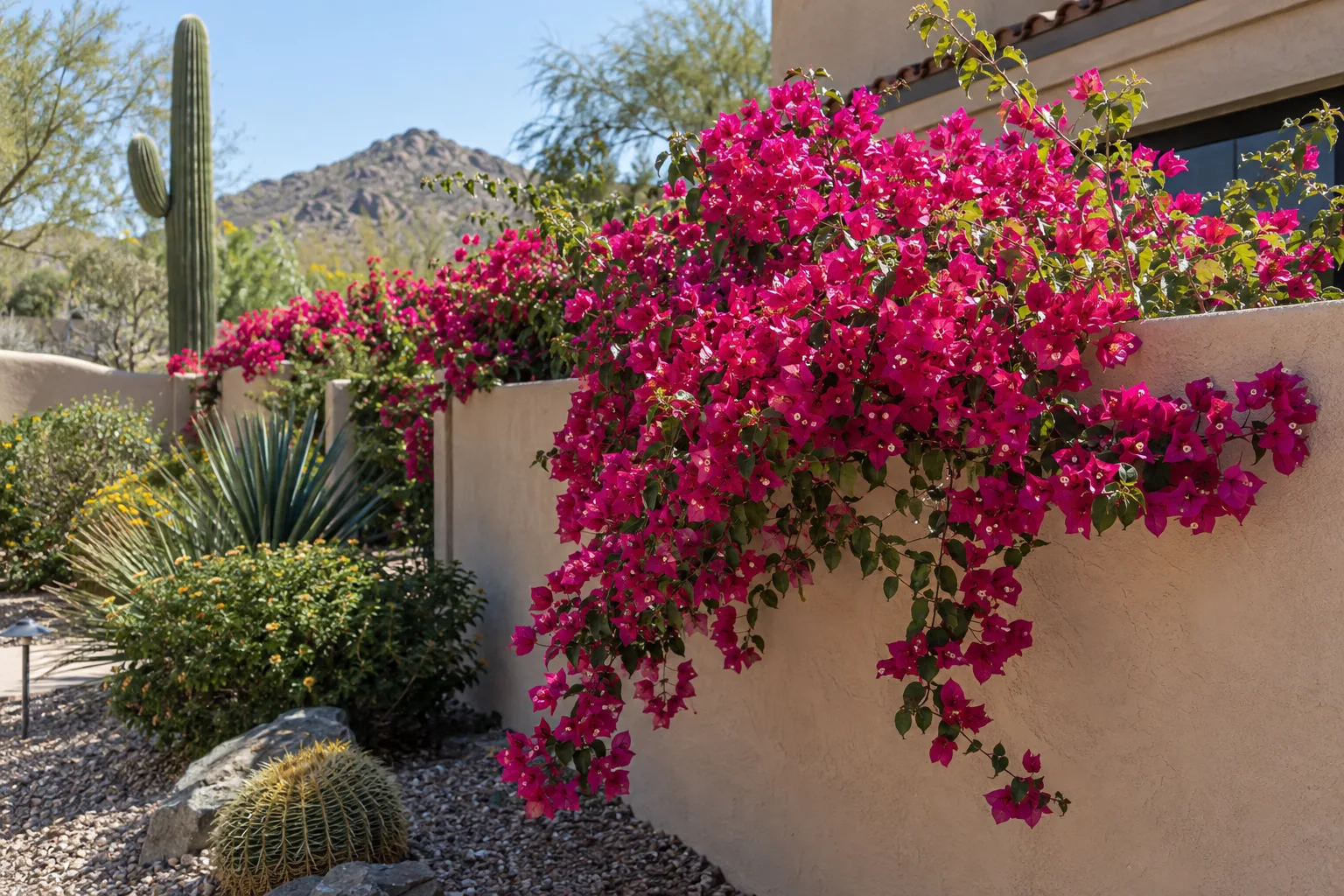 Magenta bougainvillea in full bloom covering a stucco wall in Queen Creek