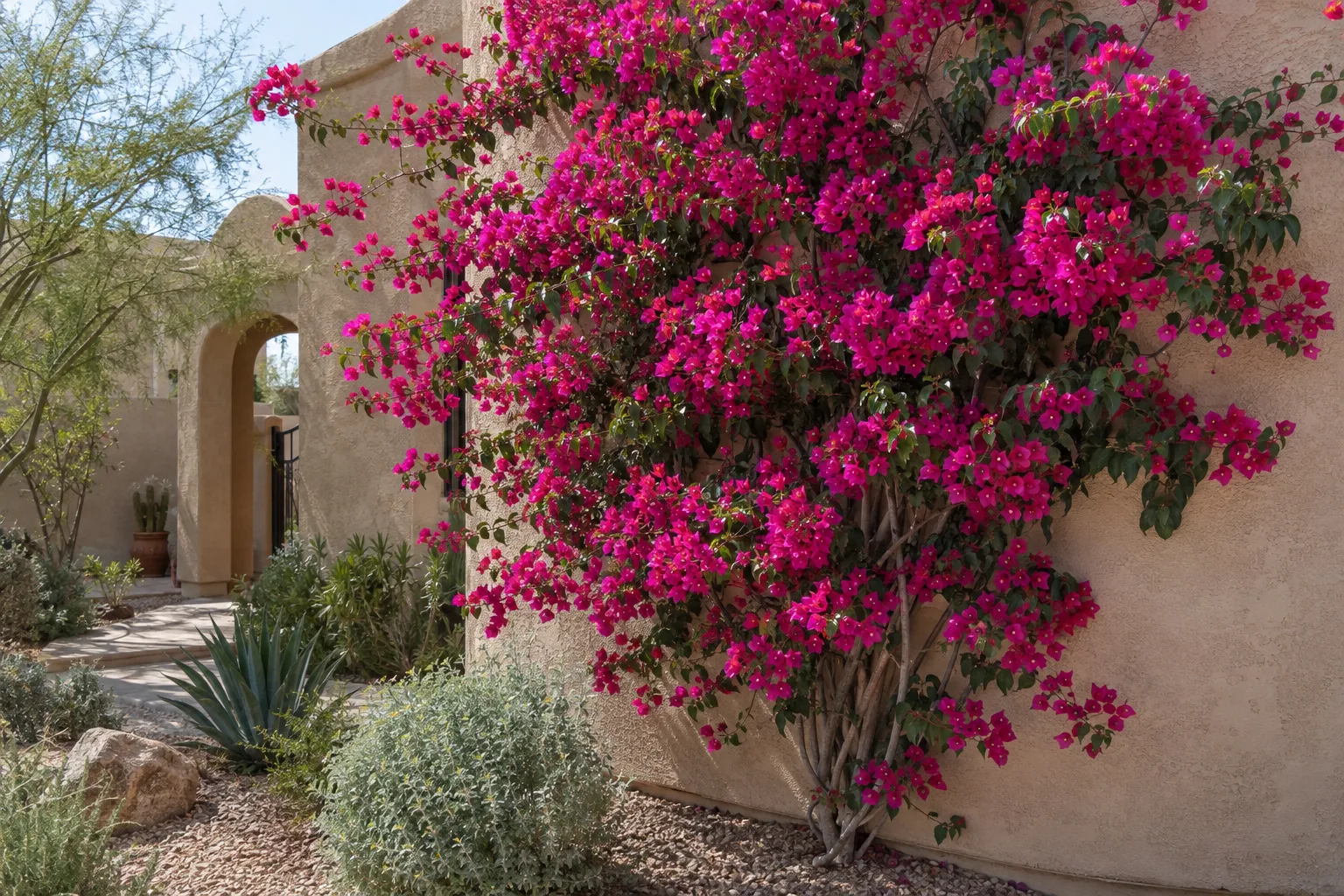 Magenta bougainvillea bracts covering a tan stucco wall under a clear blue sky