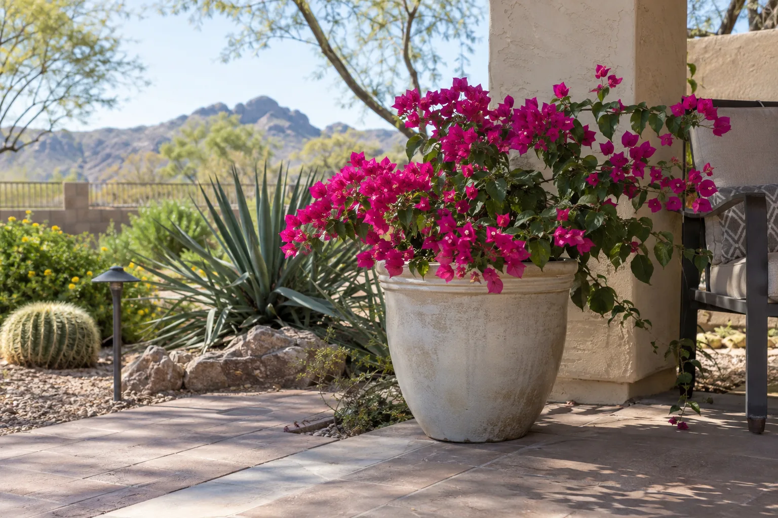 Bougainvillea with pink bracts in a light ceramic pot on a sunny patio