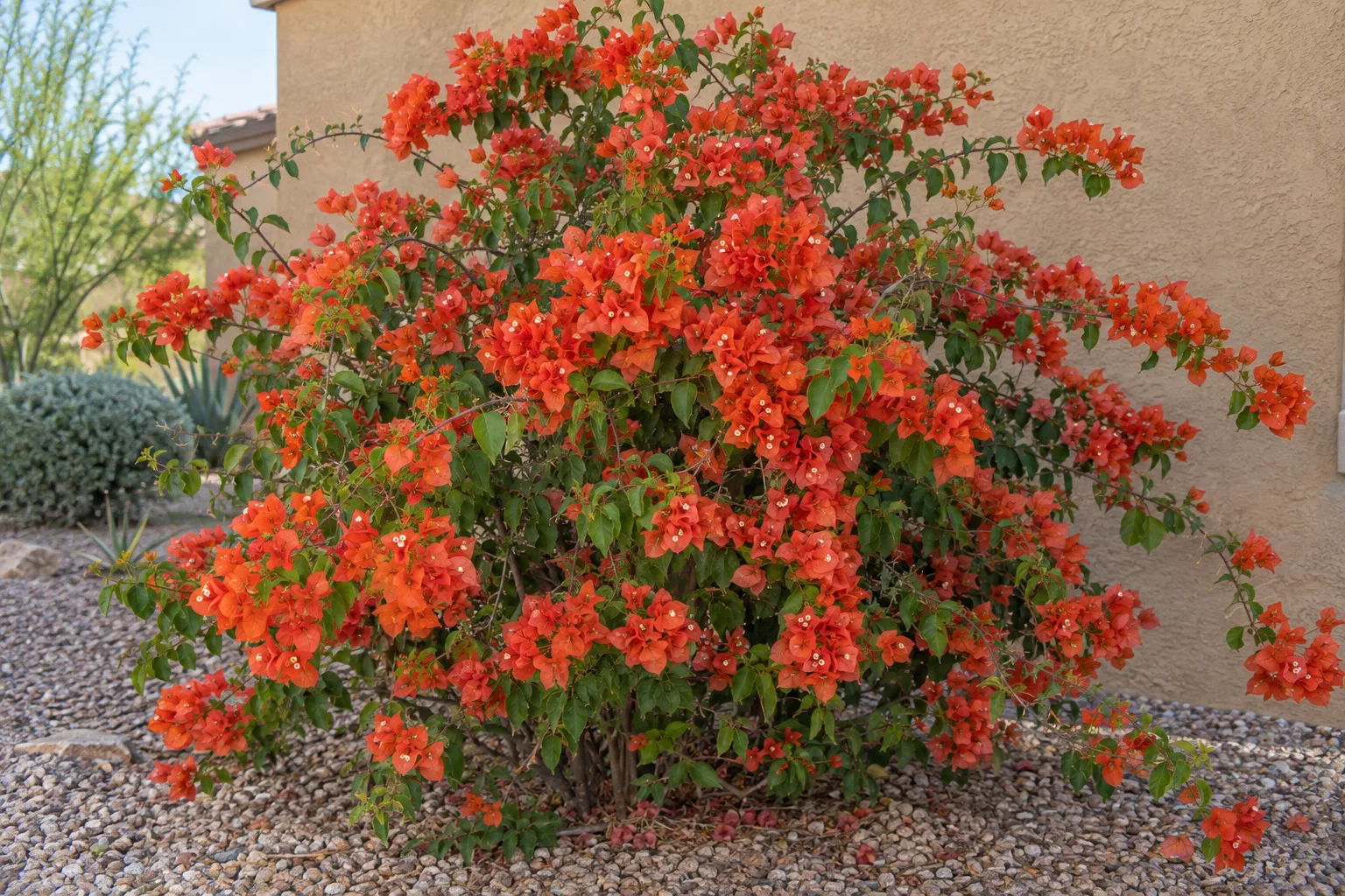 Flame bougainvillea bush with orange-red papery bracts against a tan stucco wall