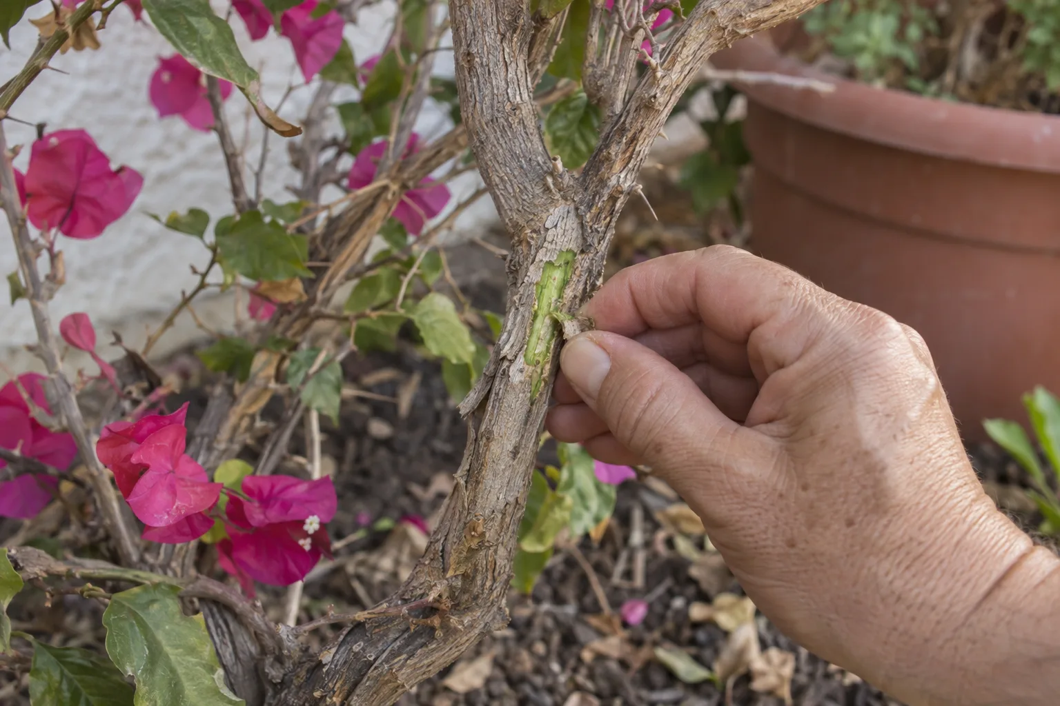 Fingernail scratching bougainvillea bark to reveal green living tissue beneath frost-blackened tips