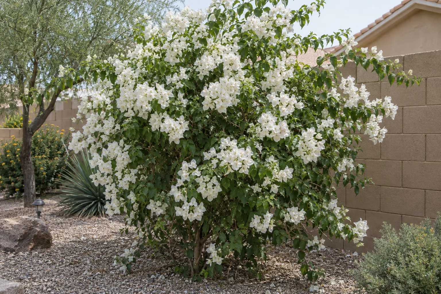 Iceberg bougainvillea bush covered in white papery bracts in front of a tan block wall