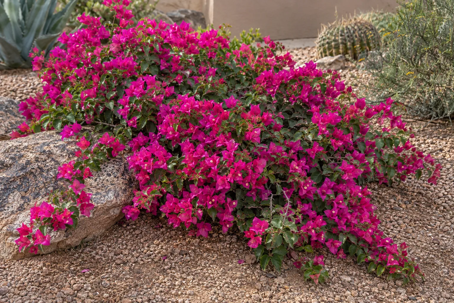 Oo La La dwarf bougainvillea spreading low with vivid magenta-pink bracts over a boulder