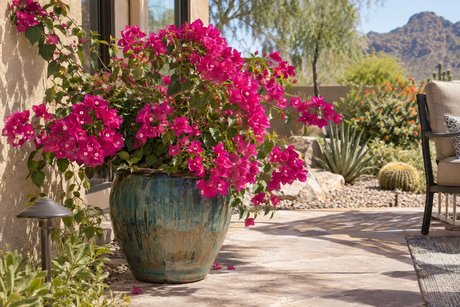Magenta bougainvillea blooming in a glazed blue pot on a sunny patio