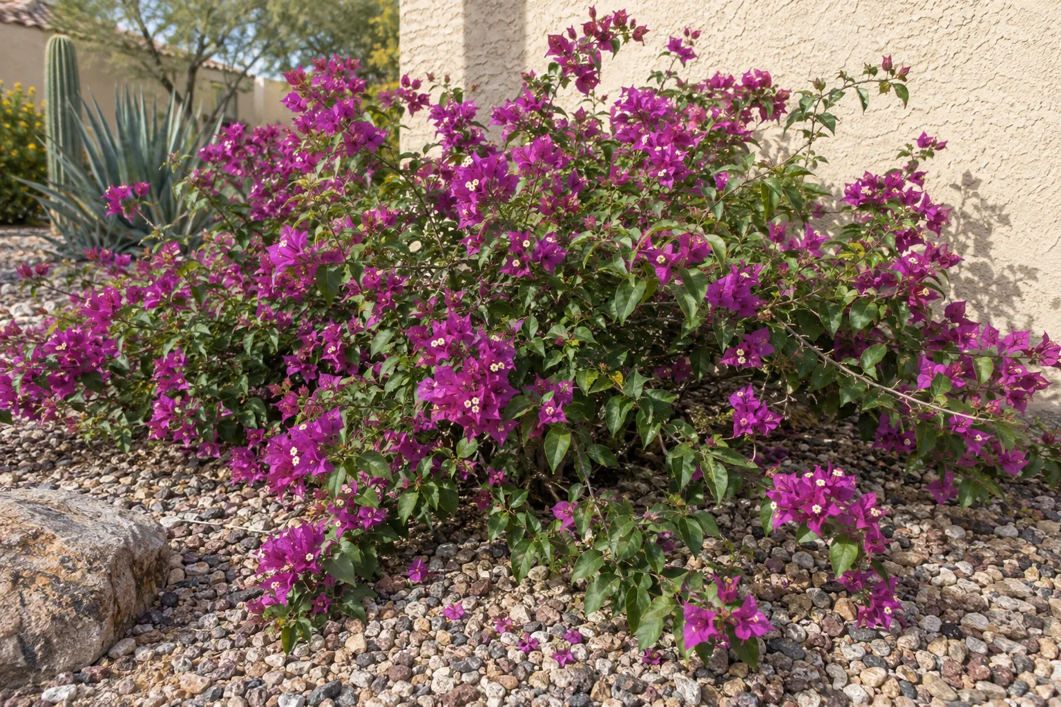 Purple Queen bougainvillea sprawling low with deep purple-magenta bracts beside a stucco wall