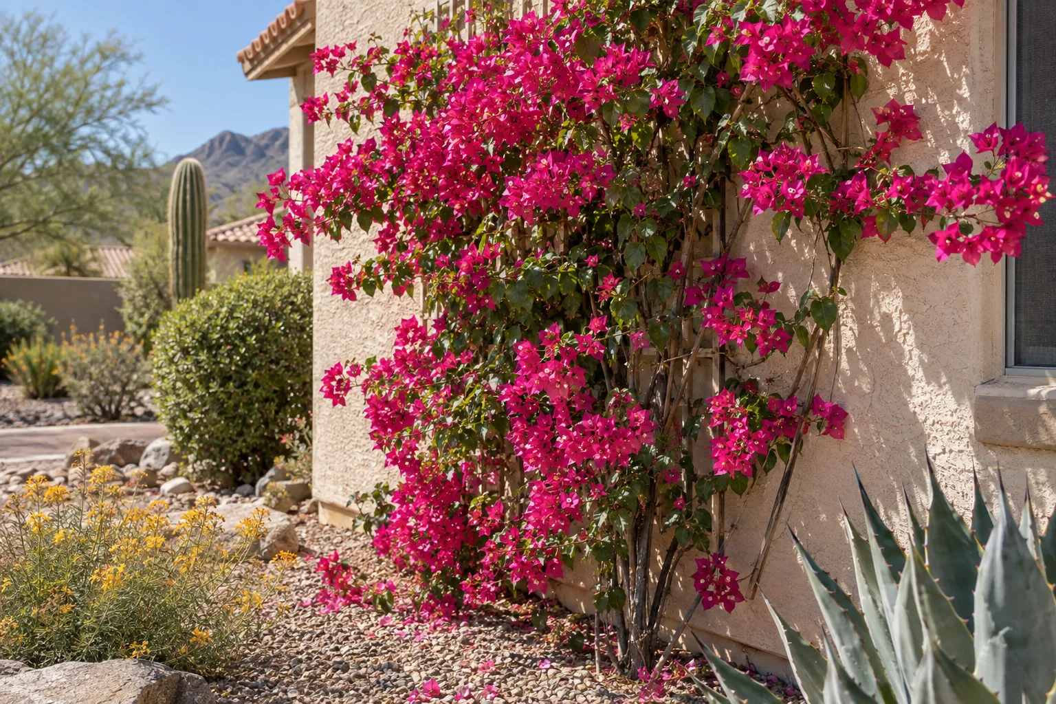 Magenta bougainvillea climbing a sunny stucco wall in a desert yard
