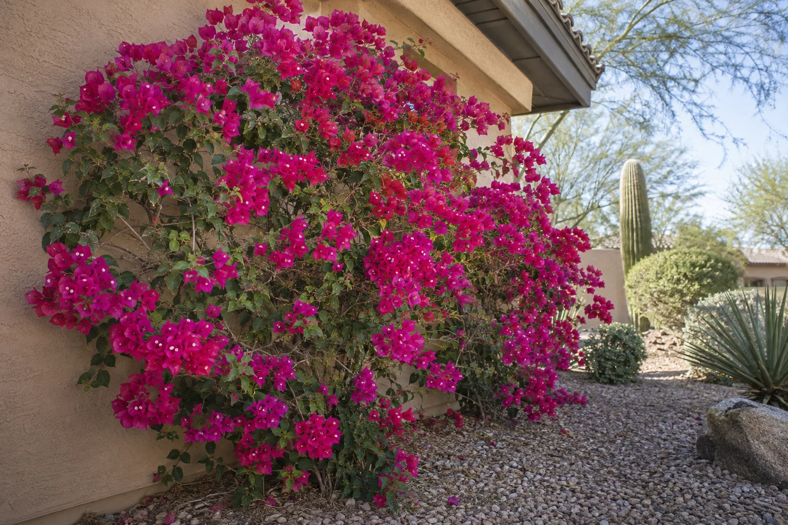 Magenta bougainvillea blooming in full sun beside a stucco wall in a low desert yard