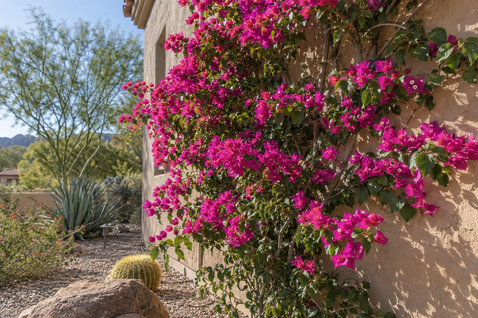 Magenta bougainvillea vine climbing a stucco wall in warm afternoon sun