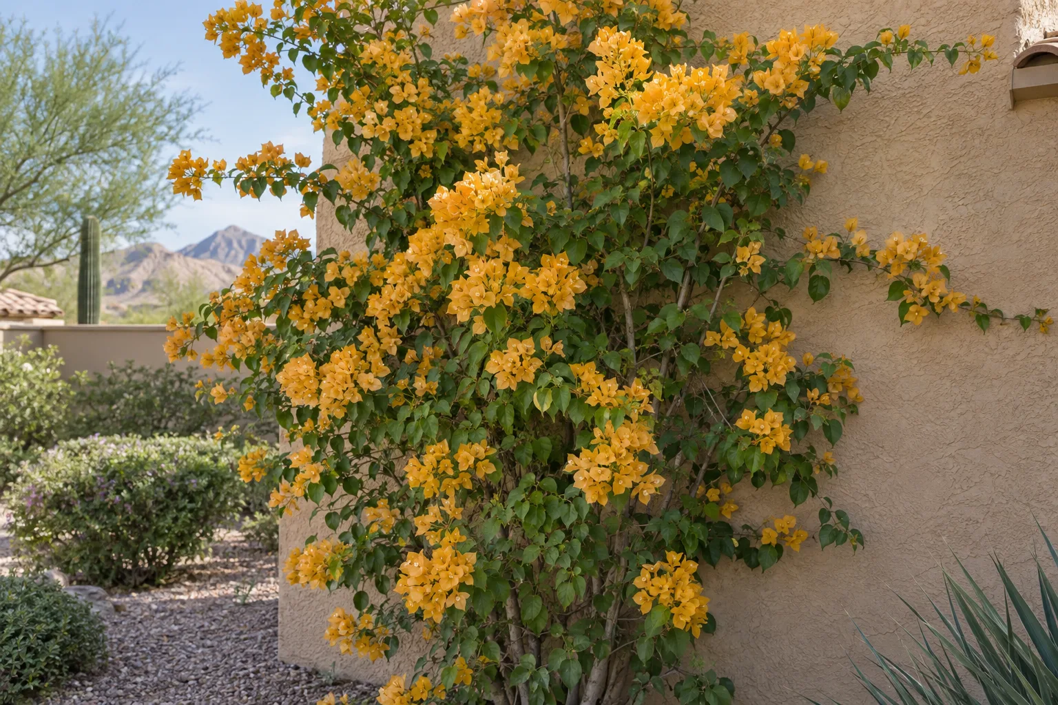 Superstition Gold bougainvillea with golden-yellow bracts trained up a tan stucco wall