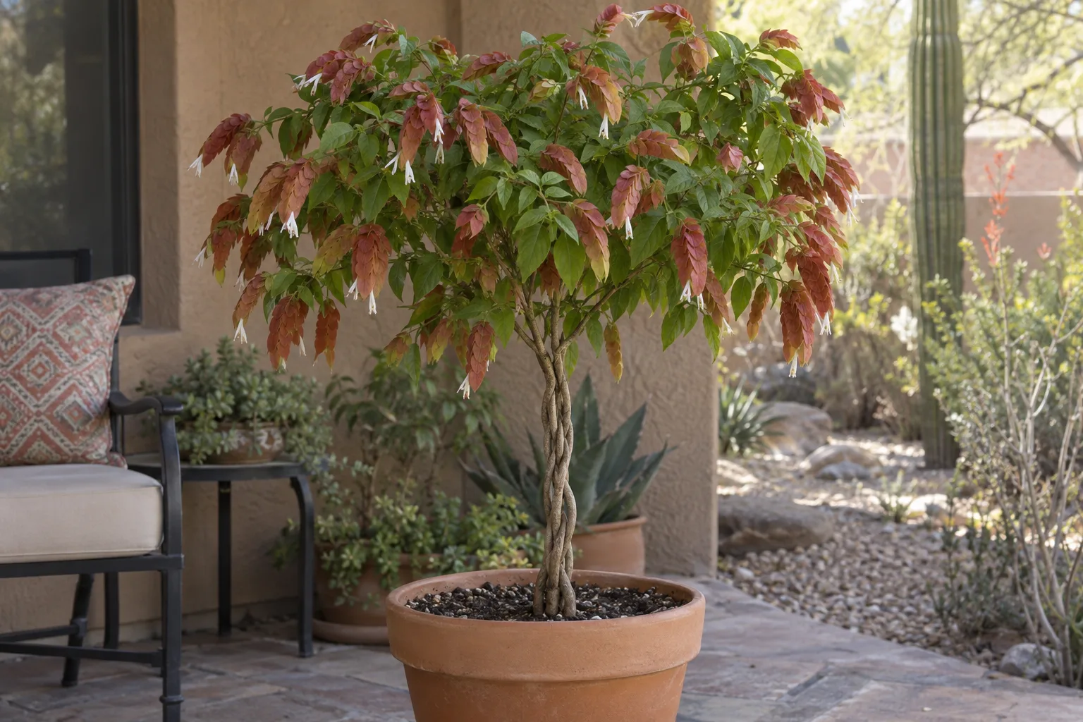 Braided shrimp plant with a plaited trunk and drooping coppery bracts in a terracotta pot