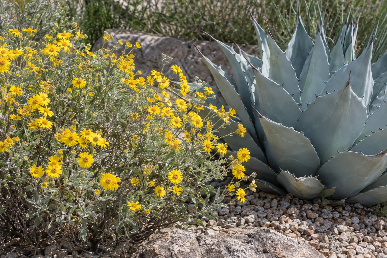 Yellow-flowering brittlebush beside a blue-gray agave rosette in a gravel planting bed