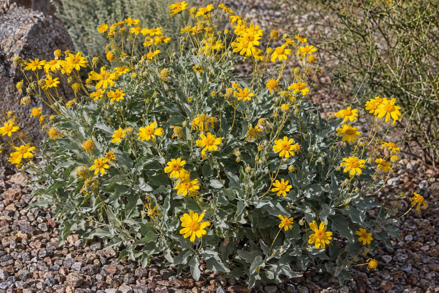 Yellow brittlebush flowers rising above silver-gray foliage in a gravel garden bed