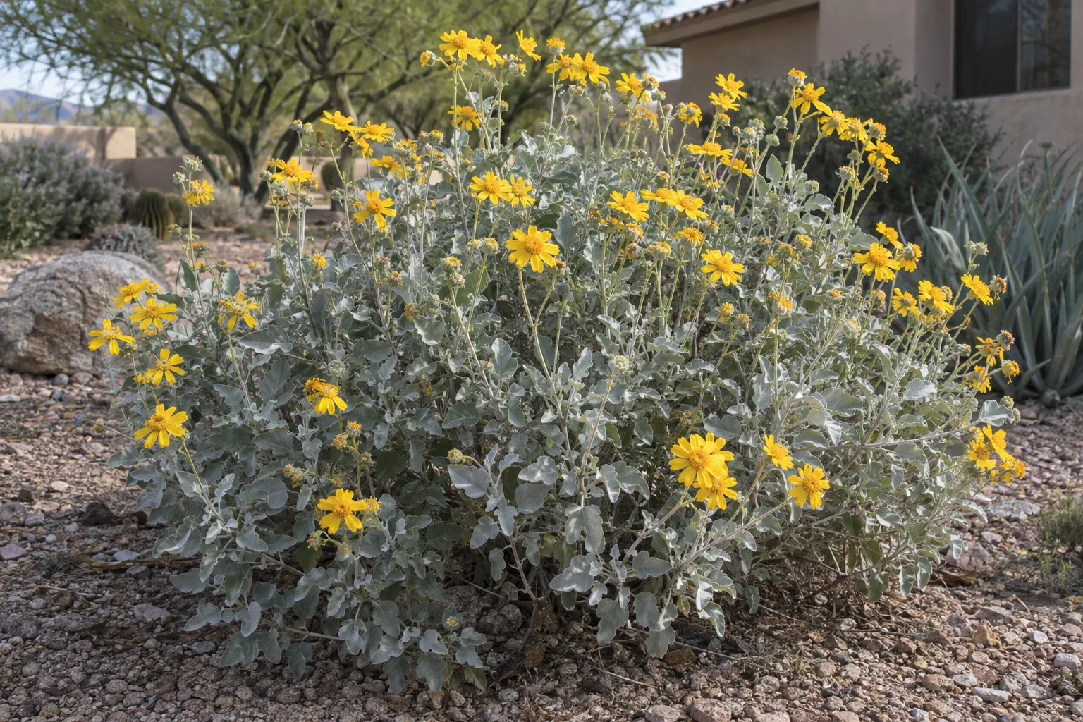 Brittlebush in full yellow bloom with silvery leaves at Desert Horizon Nursery in Queen Creek