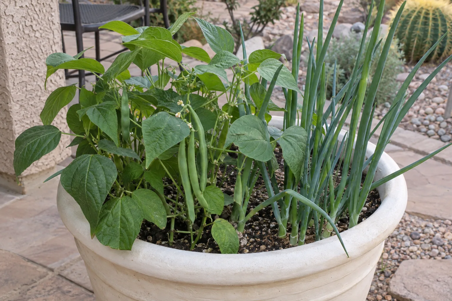Bush beans and green onions growing in a light colored container on a Queen Creek patio