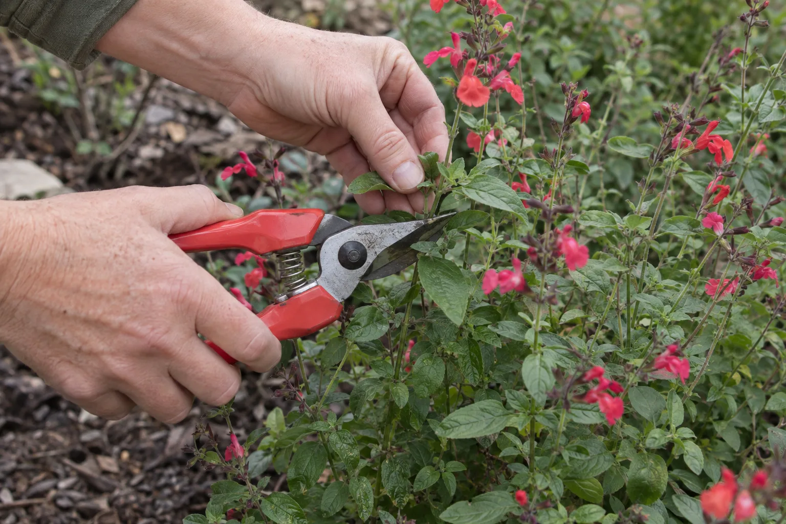 Bypass pruners making a clean cut just above a leaf pair on autumn sage